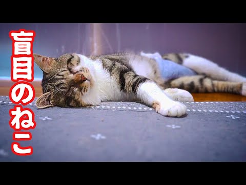 横着な遊び方をする目の不自由なねことおっとり気長に待つはちわれ猫