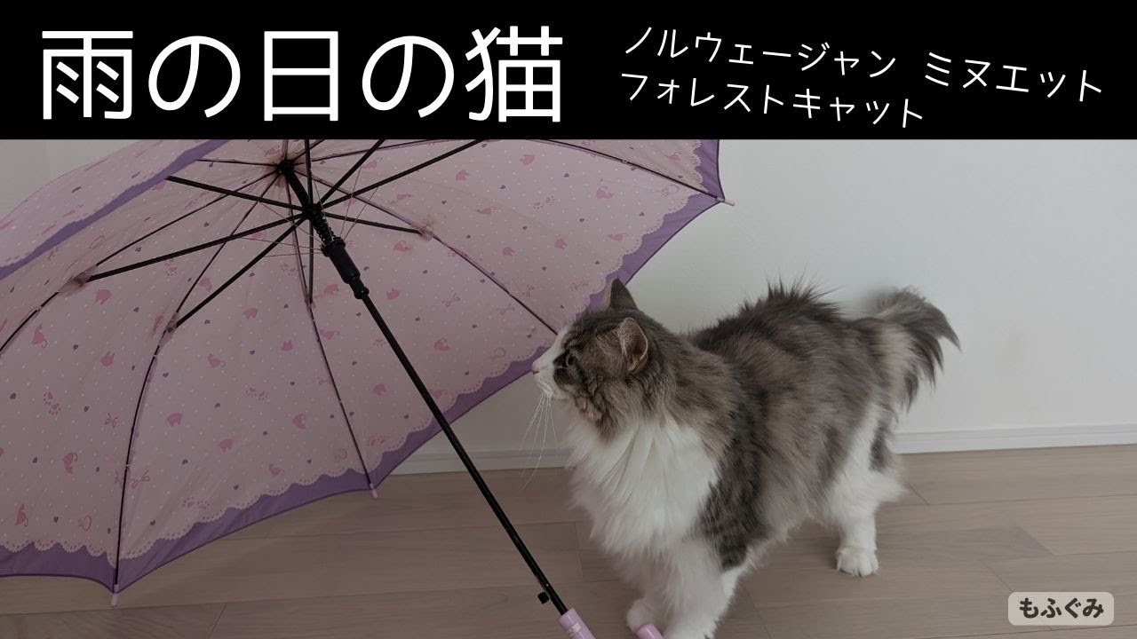 雨の日の猫はこう過ごす（いつもと同じかも！？）【ミヌエット＆ノルウェージャンフォレストキャット】