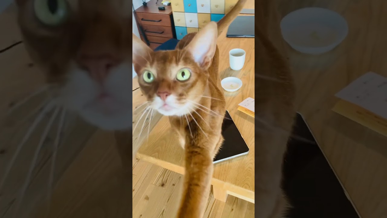 ここちゃんのホームベース#猫#こころ#アビシニアン#レッド#string#challenge#cat#abyssinian#red