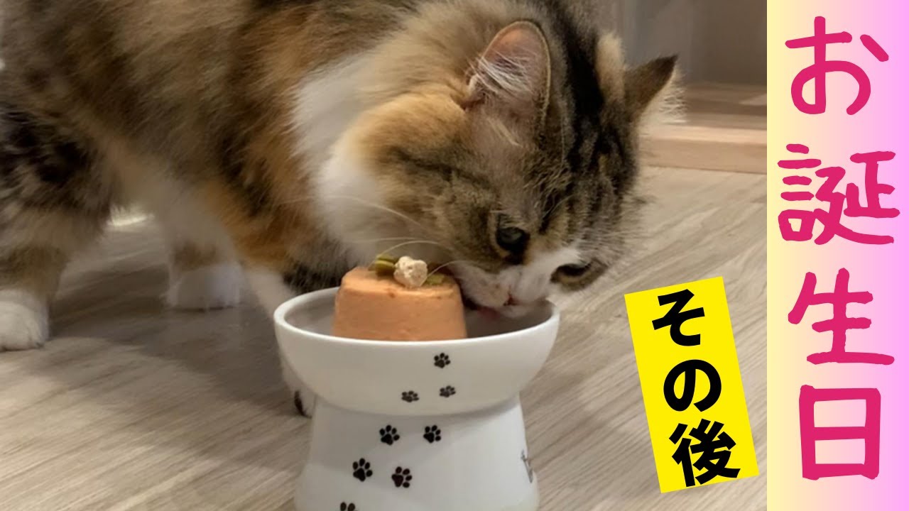 【サイベリアン】アンジュ様、5歳の誕生日　～ その後 ～