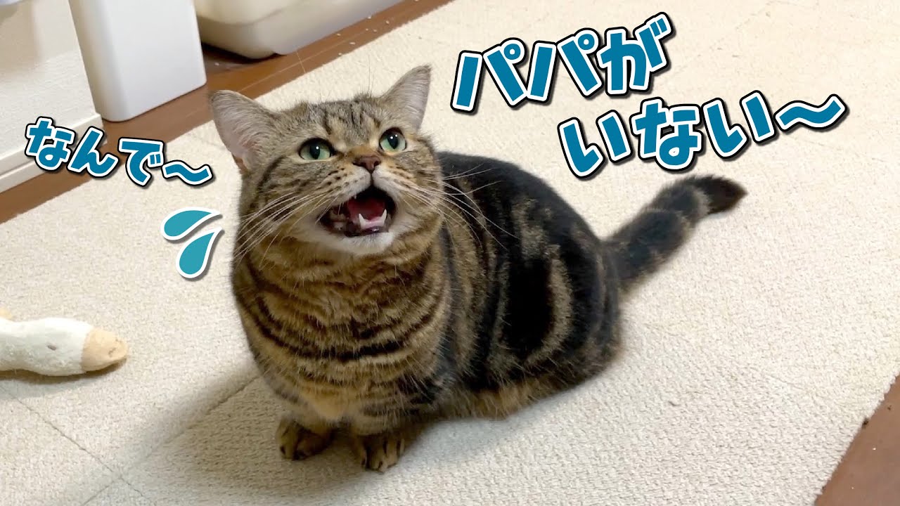 パパが帰ってこないのに気付いた猫がぐずり始めました…