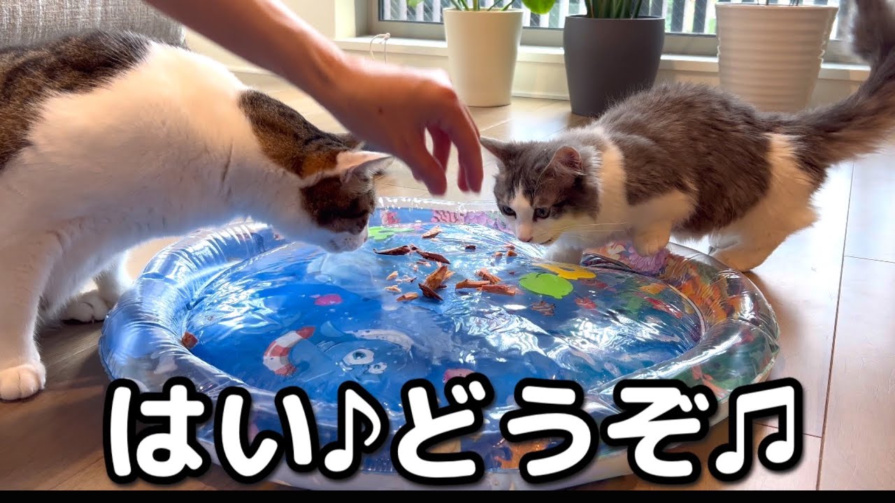 【違う、そうじゃない】それ猫用ウォーターベッドなんですけど 💧寝る場所なんですけど・・・