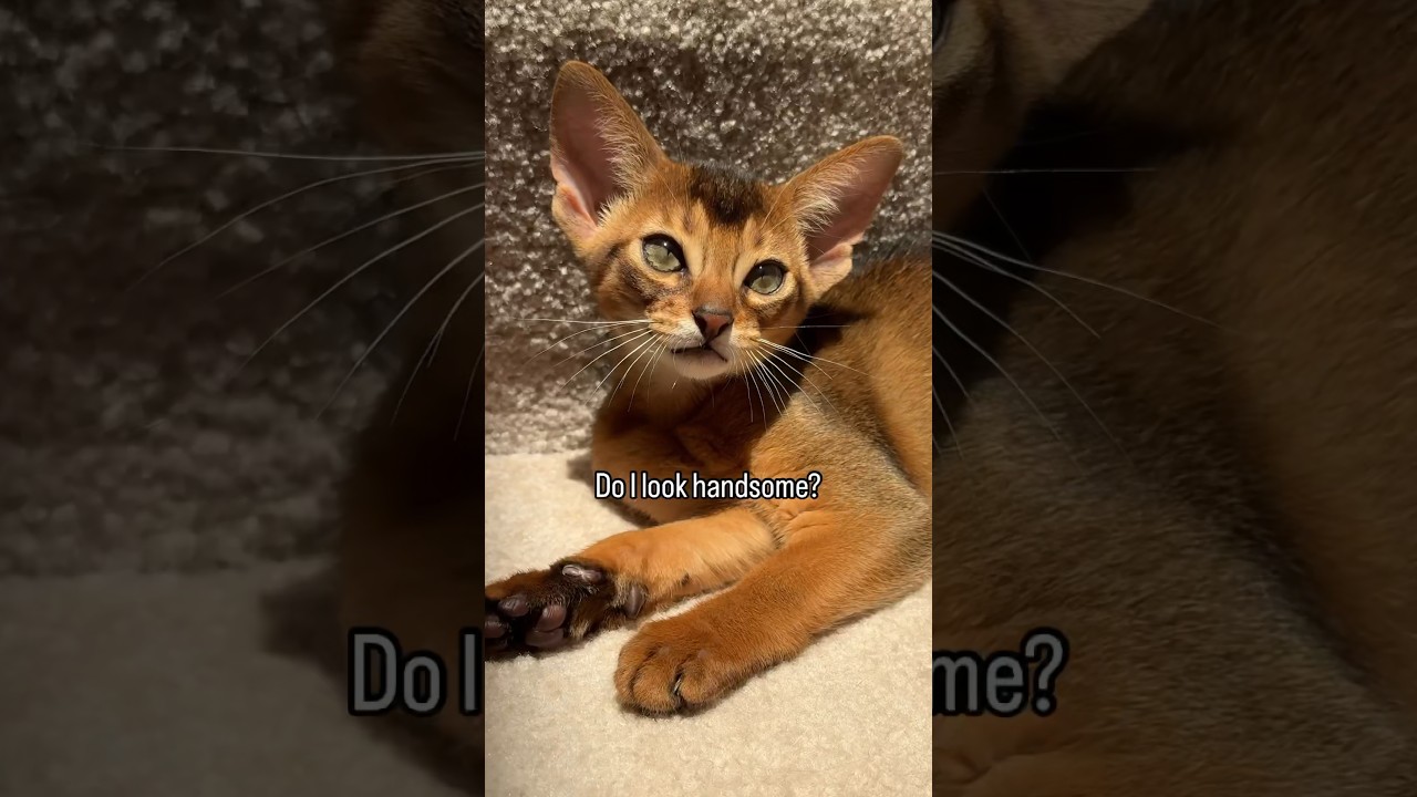 Kitten drama 😱 Abyssinian kittens having fun 🤩 #abyssinian #catlover