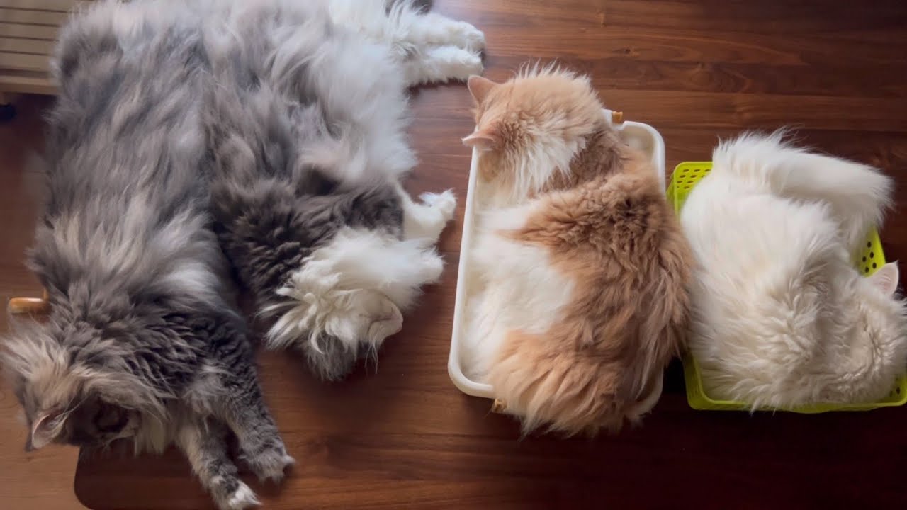 【爆睡w】今日はみんなでお昼寝！！！もふ猫たちとのんびりしよう！ターキッシュアンゴラとノルウェージャンフォレストキャット