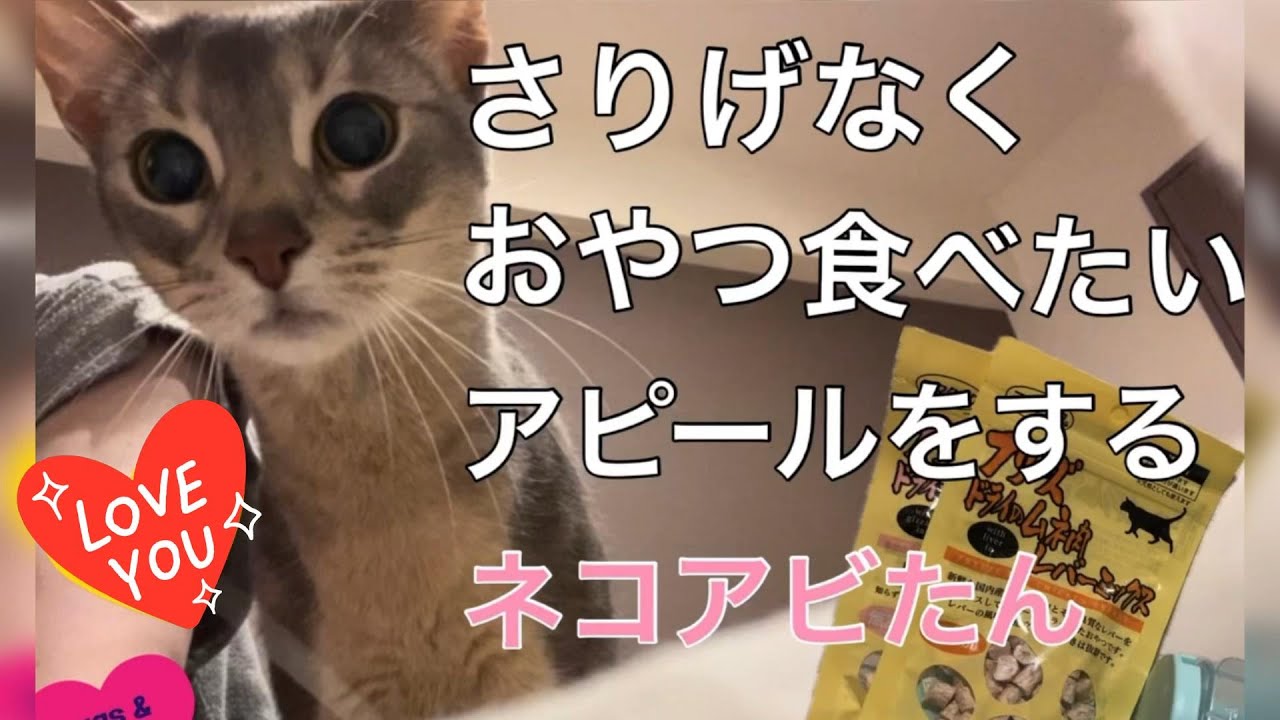 さりげなくおやつ食べたいアピールするうちの猫さん♡