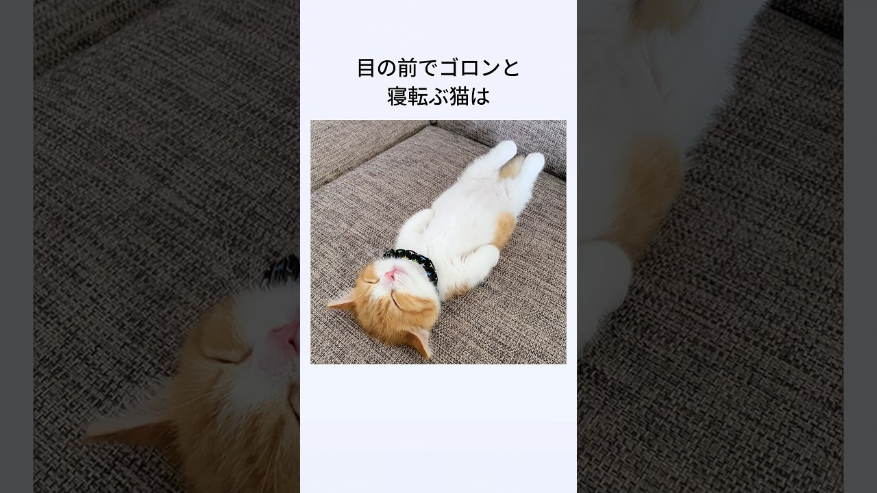 にゃんずの気持ち13・・・・#shorts,＃猫,#cat,#fyp #foryou,#Viral,