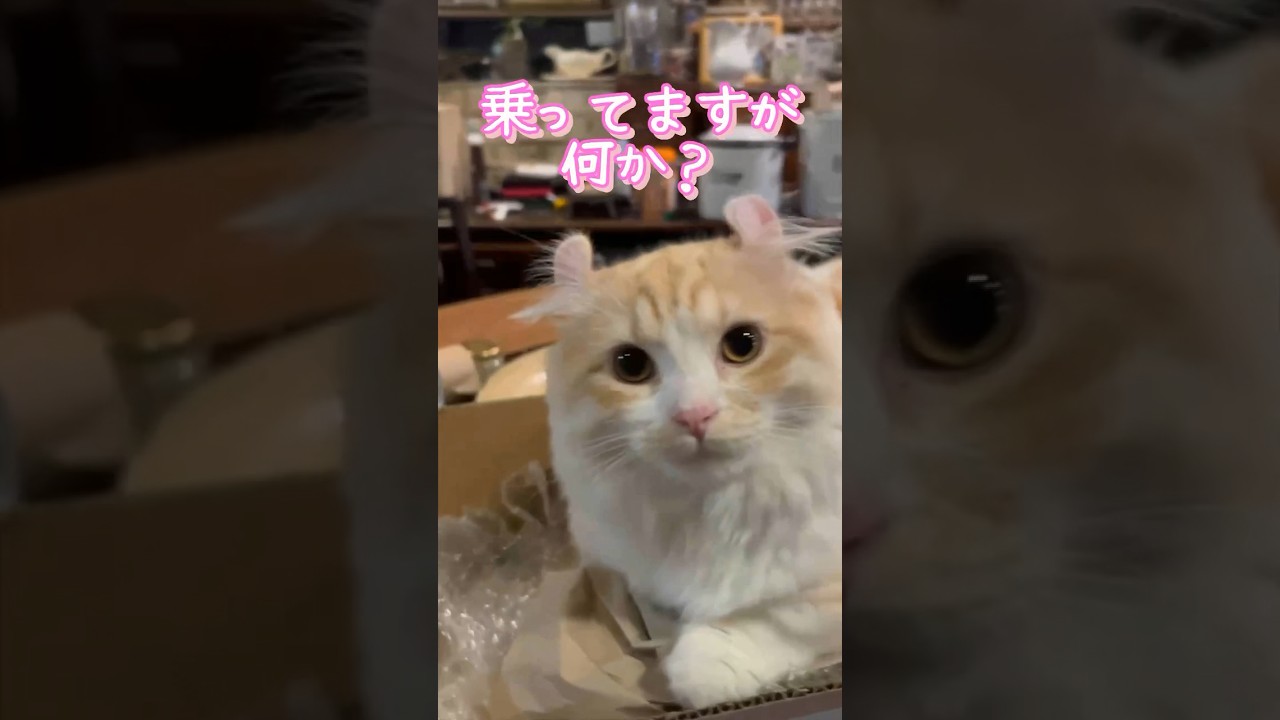 【キンカロー】乗ってますが、何か？【マンチカール】