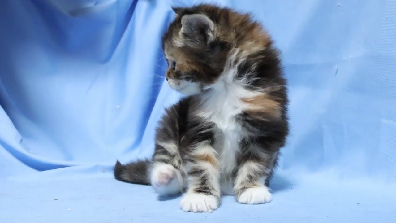 生後1ヶ月メインクーン子猫ききょうちゃん