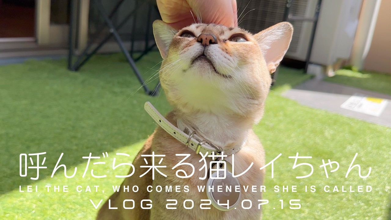 【シンガプーラ】呼んだら来る猫レイちゃん VLOG 2024.07.15 | Lei the cat, who comes whenever she is called
