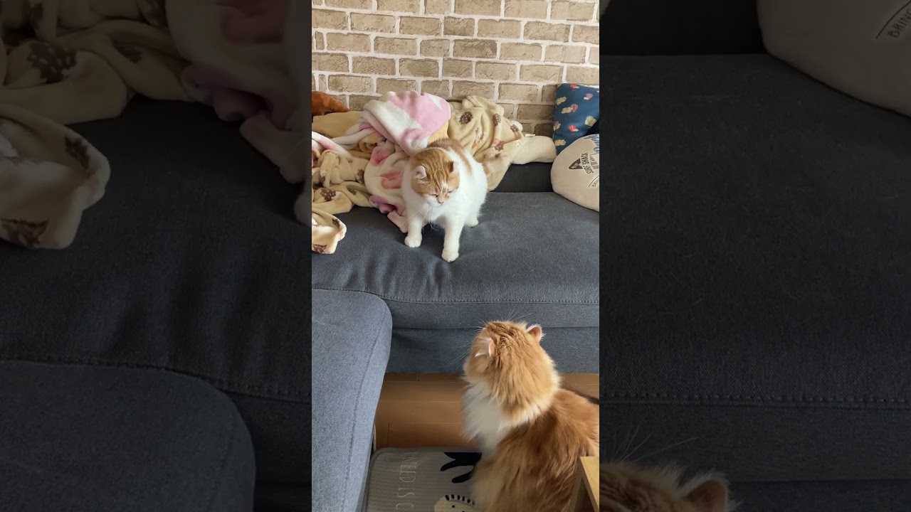 にらめっこ #shorts  #猫 #アメリカンカール #cat