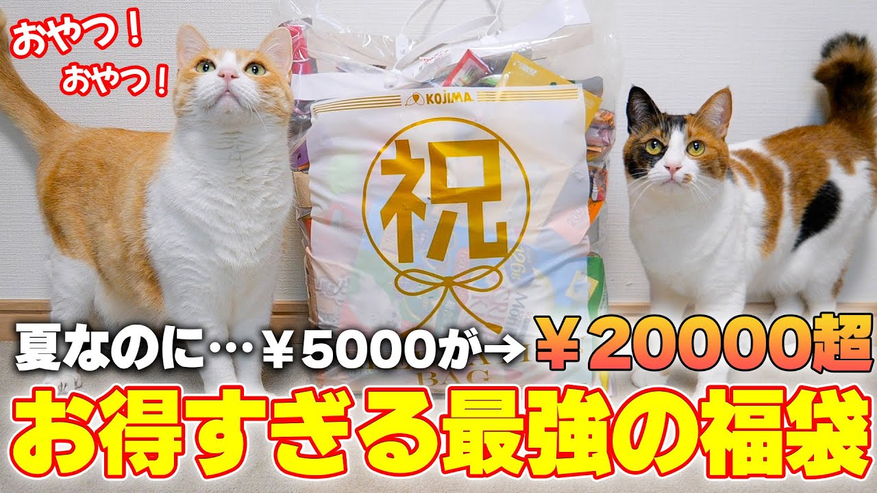 夏なのになぜかお得すぎる猫の福袋が売れ残っていたので開封したら中身もやばすぎました。。。。