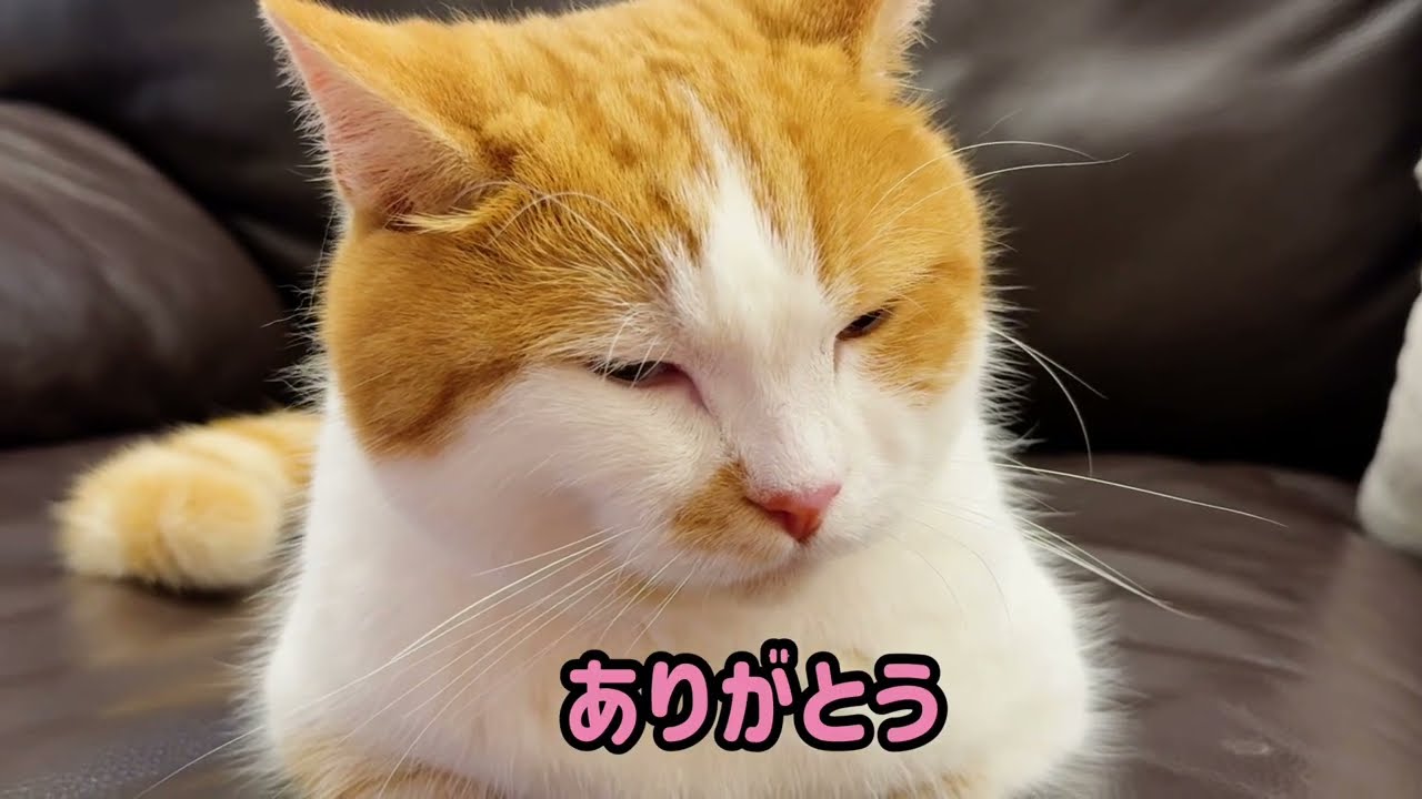 メッセージを届けます【短足マンチカン】