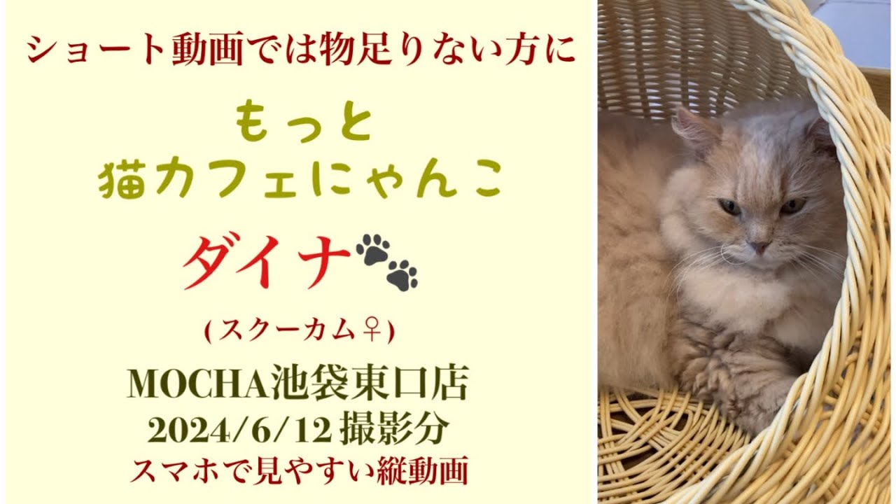 【完全版】　🐱ダイナ🐱　猫カフェMOCHA池袋東口店　(スクーカム♀)　2024/6/12 撮影分　#日替わり猫カフェにゃんこ