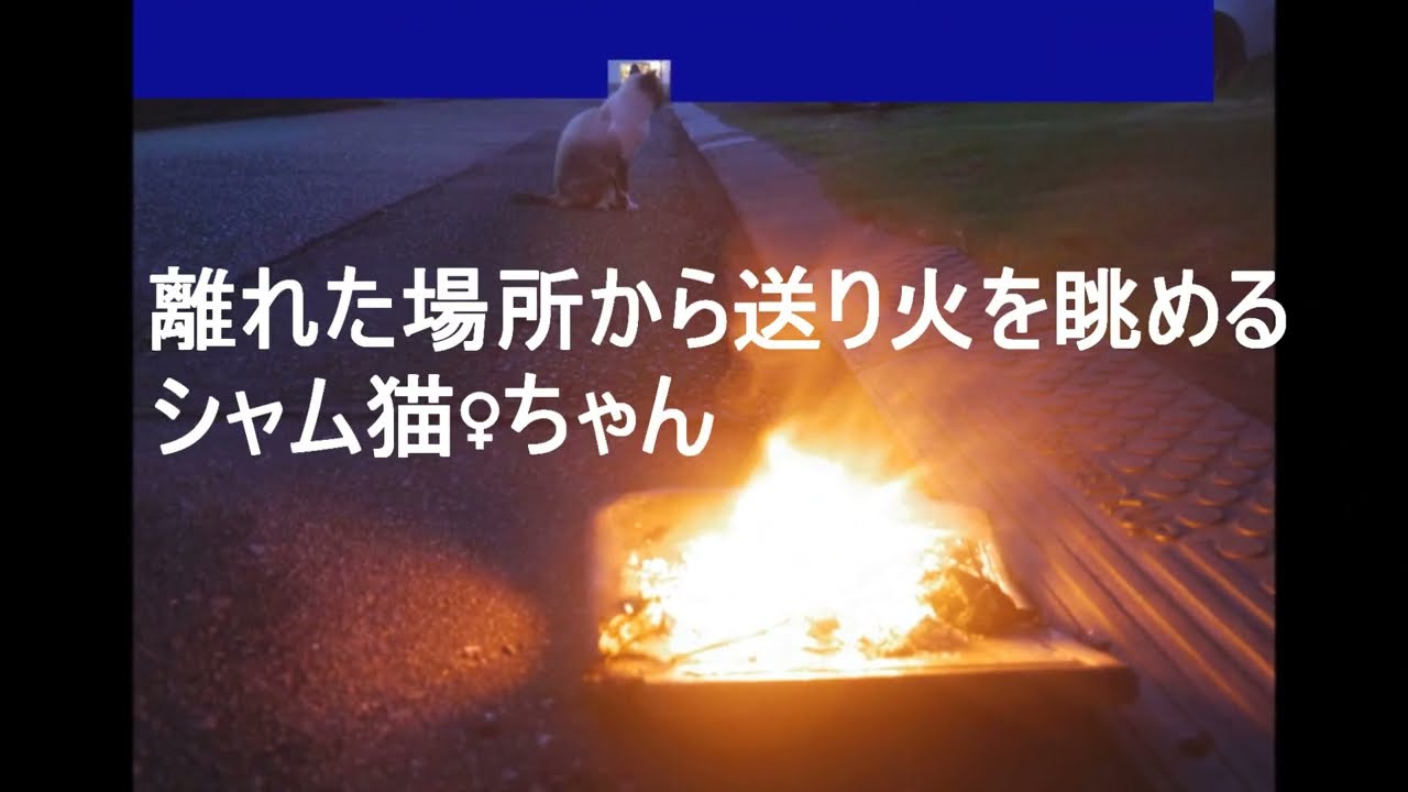 珍しくお家の中に入って来たシャム猫♀ちゃんとお盆の送り火