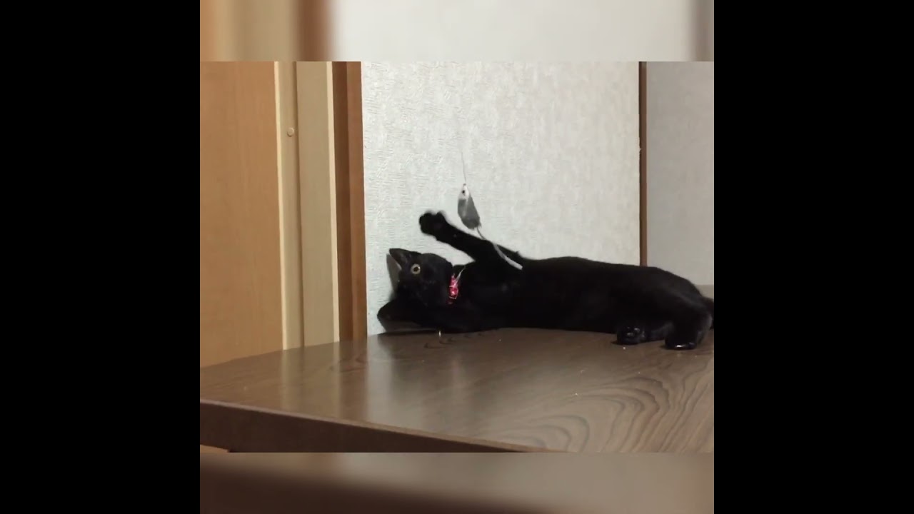 おおちゃくな【ちー】#cat #日本猫 #黒猫 #shorts