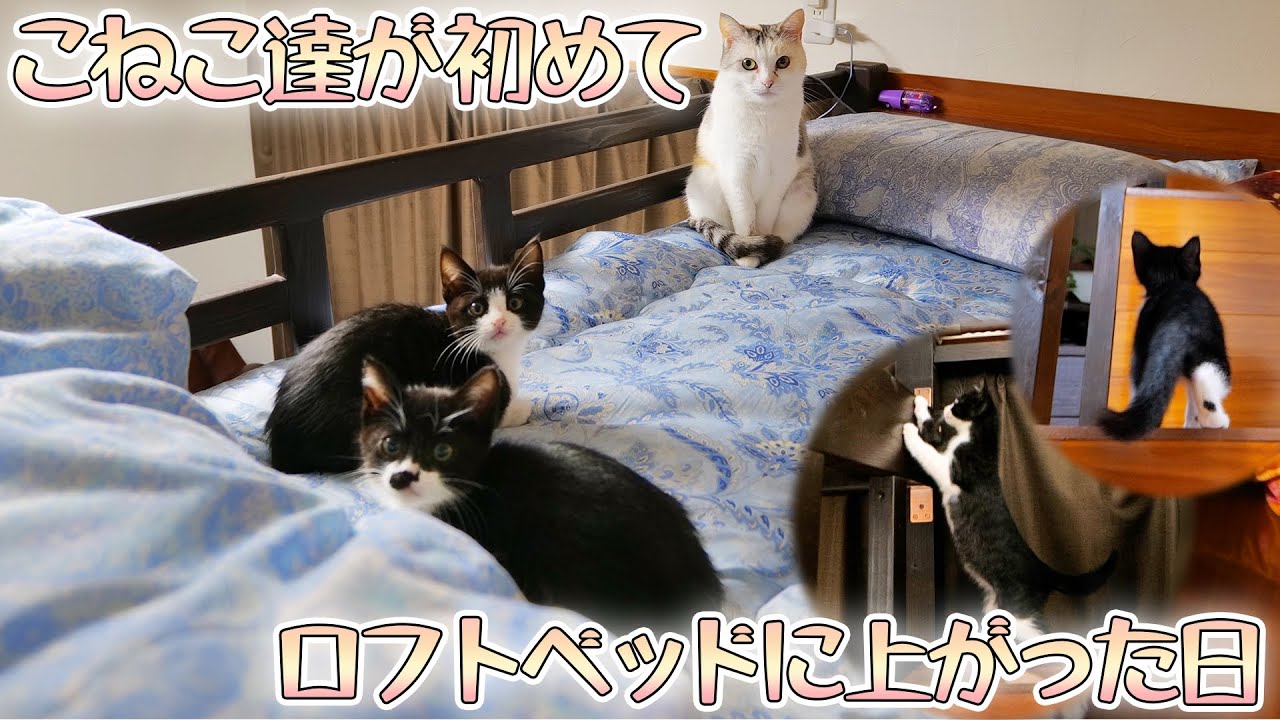 ネコ吉を追って階段を上がった子猫達🐈🐈ついに発見したロフトの楽園【仲良し子猫姉妹の成長記録】