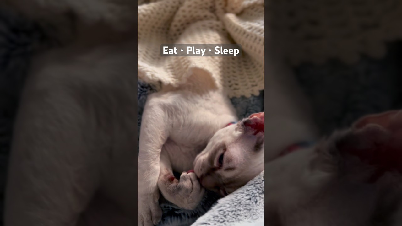Devon Rex Cat - breakfast & playtime, then going back to sleep☺️ 朝ごはん食べて、遊んで、寝る🧡