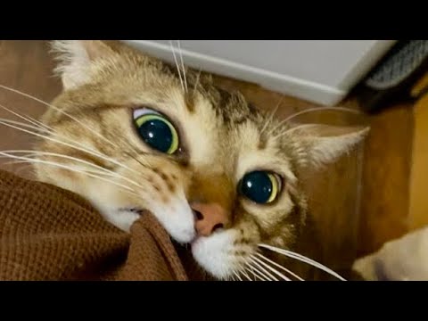 マダラくんに襲われるカメラマン一部始終 前編