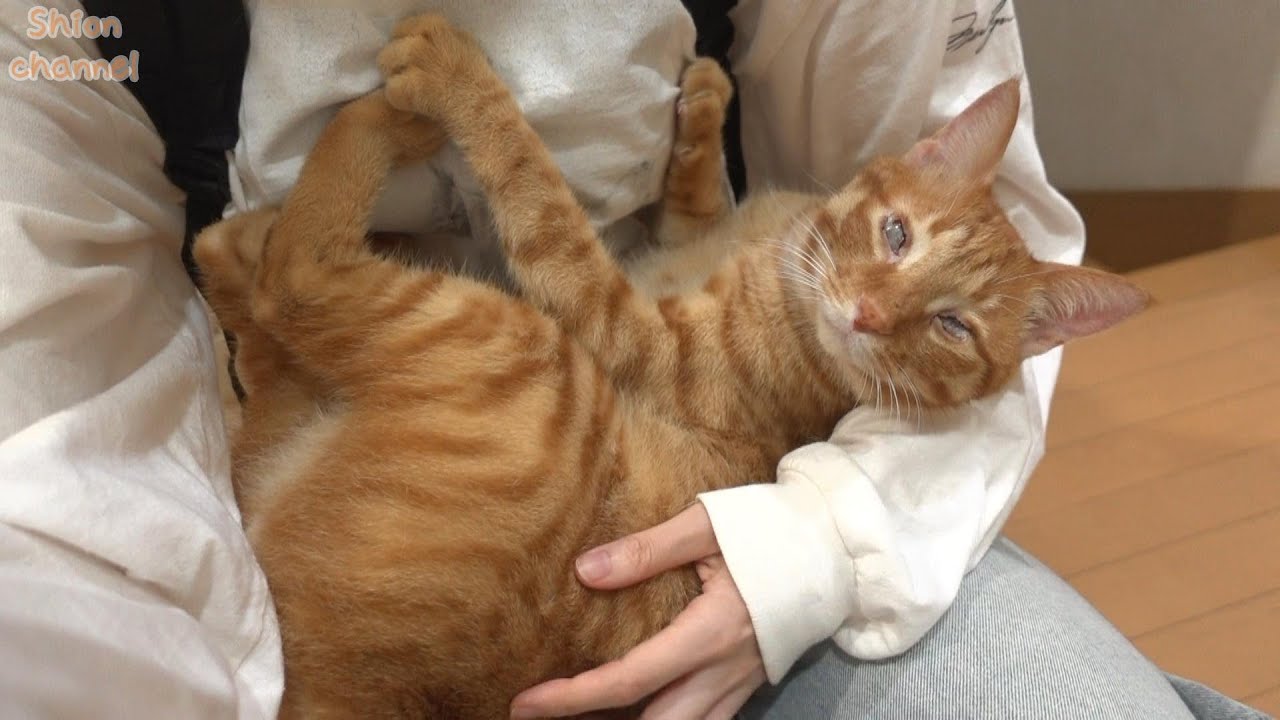 出掛ける直前に抱っこを要求する猫