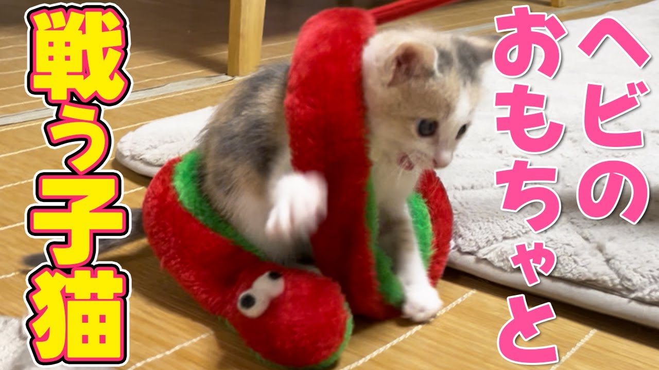 鳥のおもちゃにビビる子猫の反応が可愛すぎました【野良猫・保護猫】
