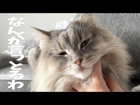 猫に金沢弁で怒る飼い主と、聞く耳を持ってくれない反抗的な猫 ノルウェージャンフォレストキャット