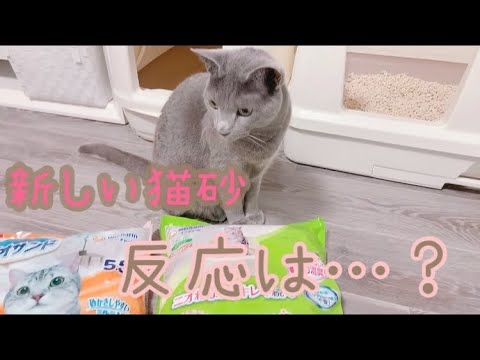 新しい猫砂が気に入りすぎて【ロシアンブルー⠀】