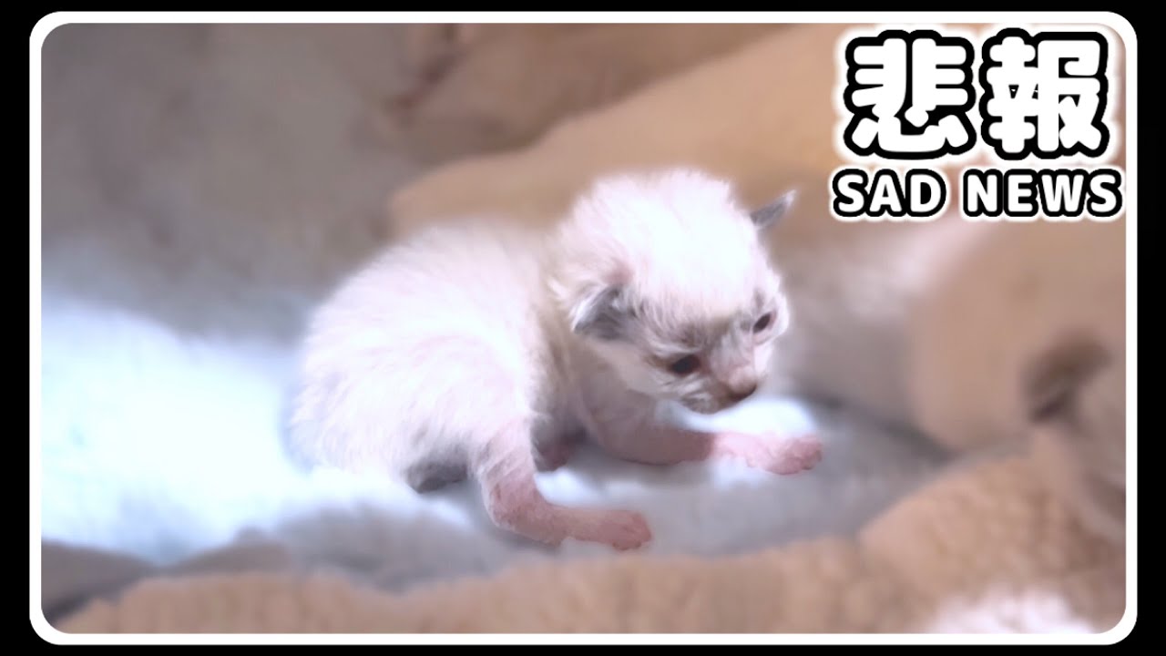【悲報と吉報・生後14日】1番小さな未熟児子猫『ちび太郎』のその後... #猫 #子猫 #未熟児