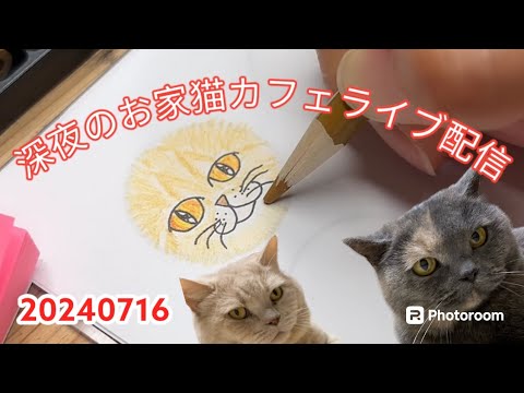 深夜のお家猫カフェライブ配信　１１６