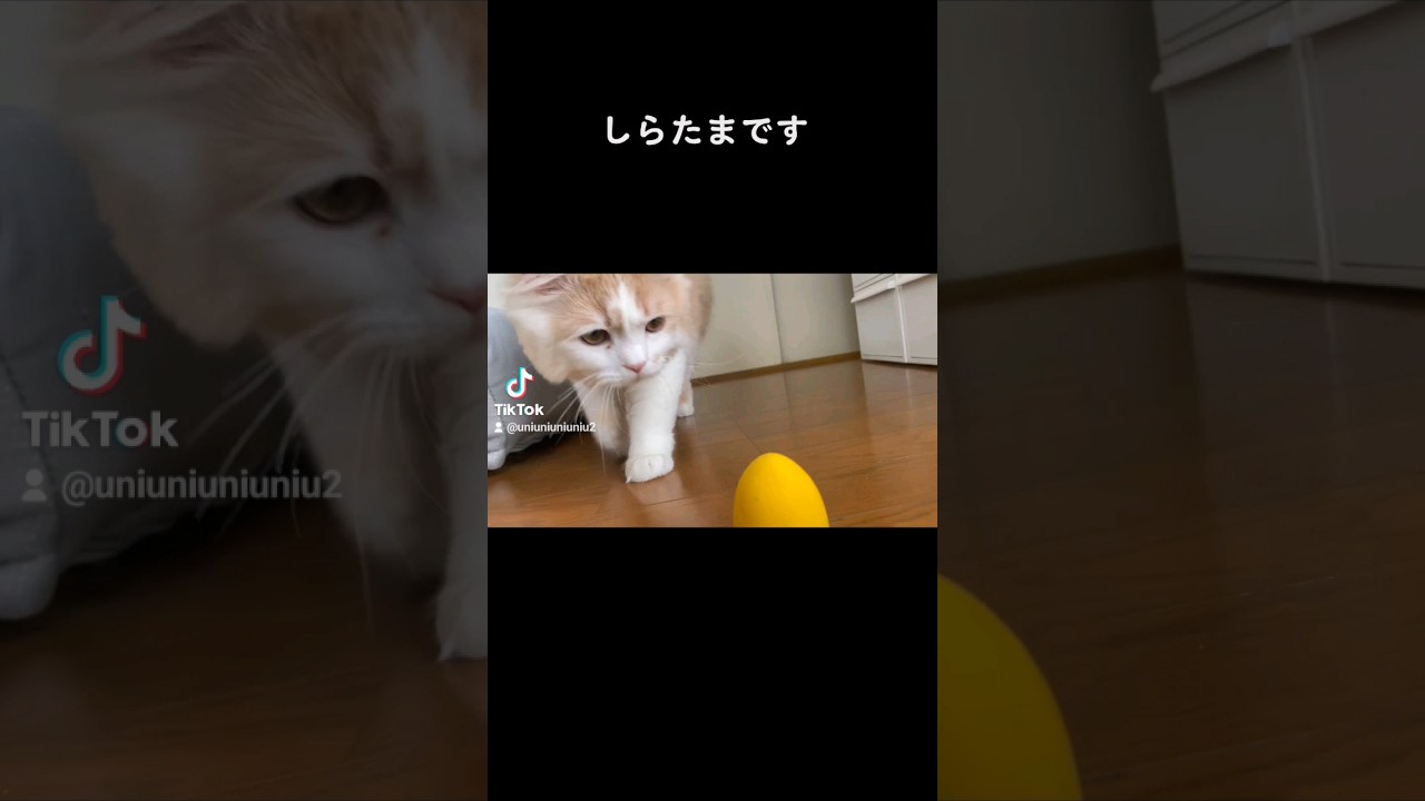 【子猫】油断させといて狙う猫 #ラガマフィン #猫動画 #子猫 #cat