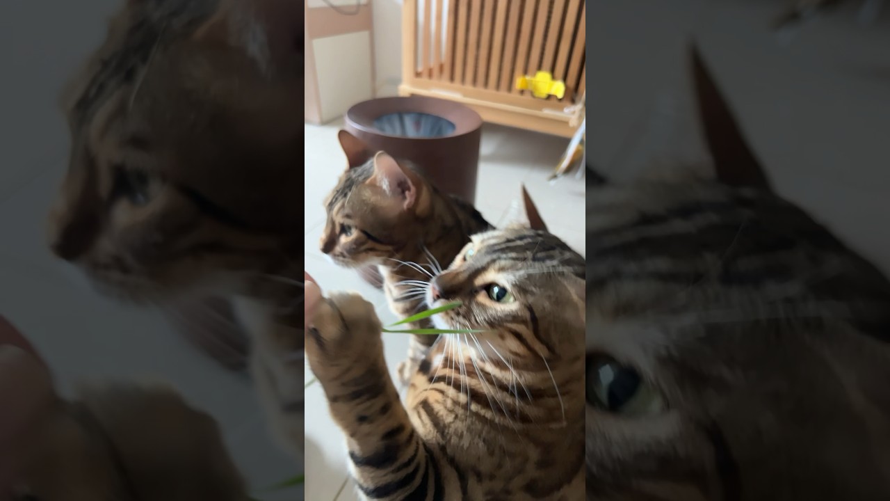 猫草が大好きなヒョウ柄猫【ベンガル猫】
