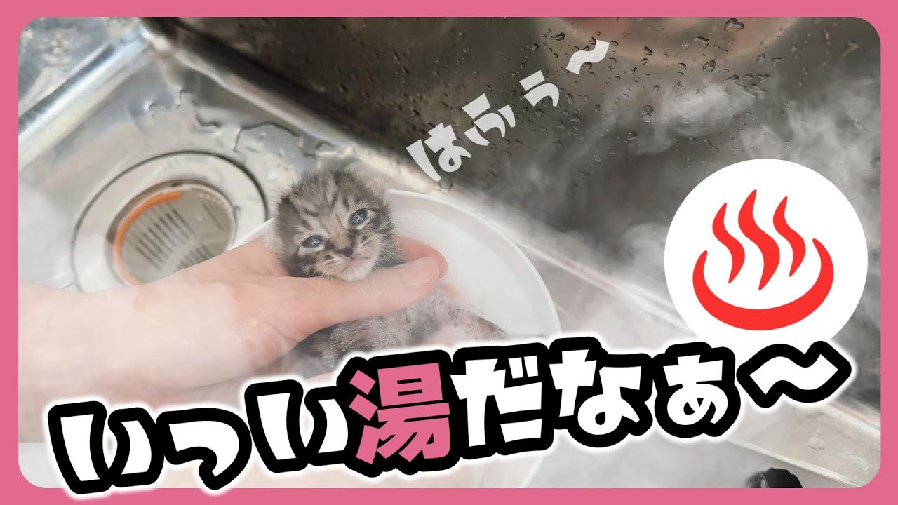 【子猫のお風呂】汚れていたのでシャンプーしました お湯の色が・・・【保護猫生活】