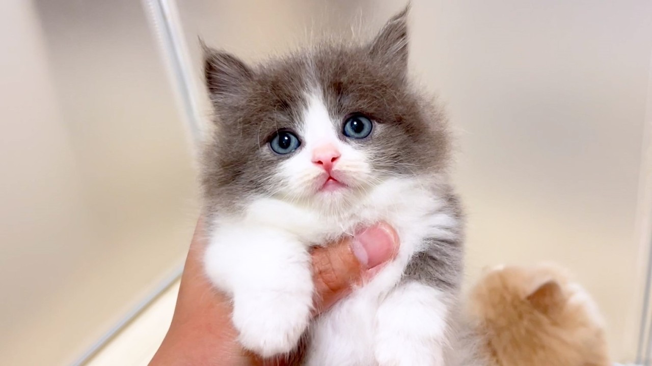 【マンチカンの子猫】今日は嫌々期に入ってる子猫達の件 ～猫のいる生活Vol.989～出産動画 マンチカン短足・ミヌエット・ペルシャ猫専門ブリーダー『ペット蔵人』【子猫の成長記録】