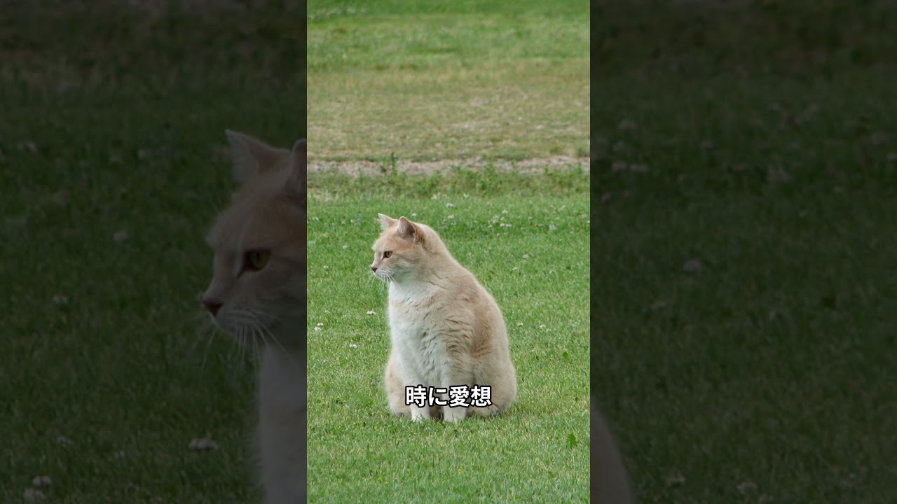 猫がツンデレ行動する理由 #shorts  #猫   #ねこ #kitty  #cat