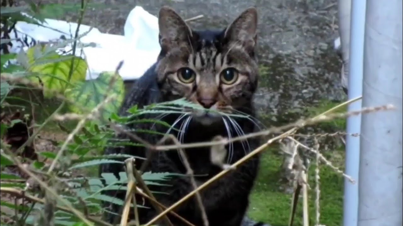 [野良猫]おめめクリクリなキジトラ猫が可愛すぎる！[straycat]The cute pheasant tiger cat is cute!