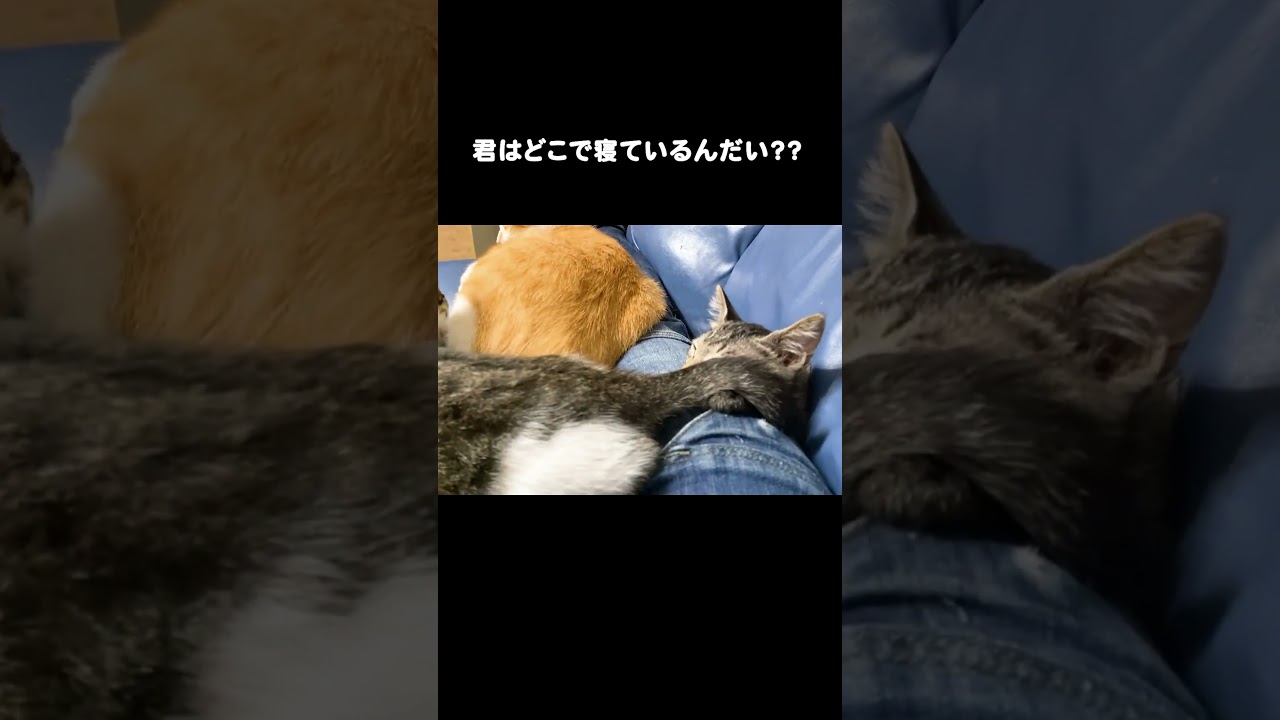 挟まっている #保護猫 #子猫  #うにむぎはち