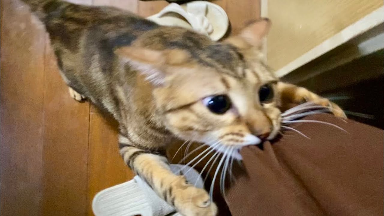 マダラくんに襲われるカメラマン一部始終 後編