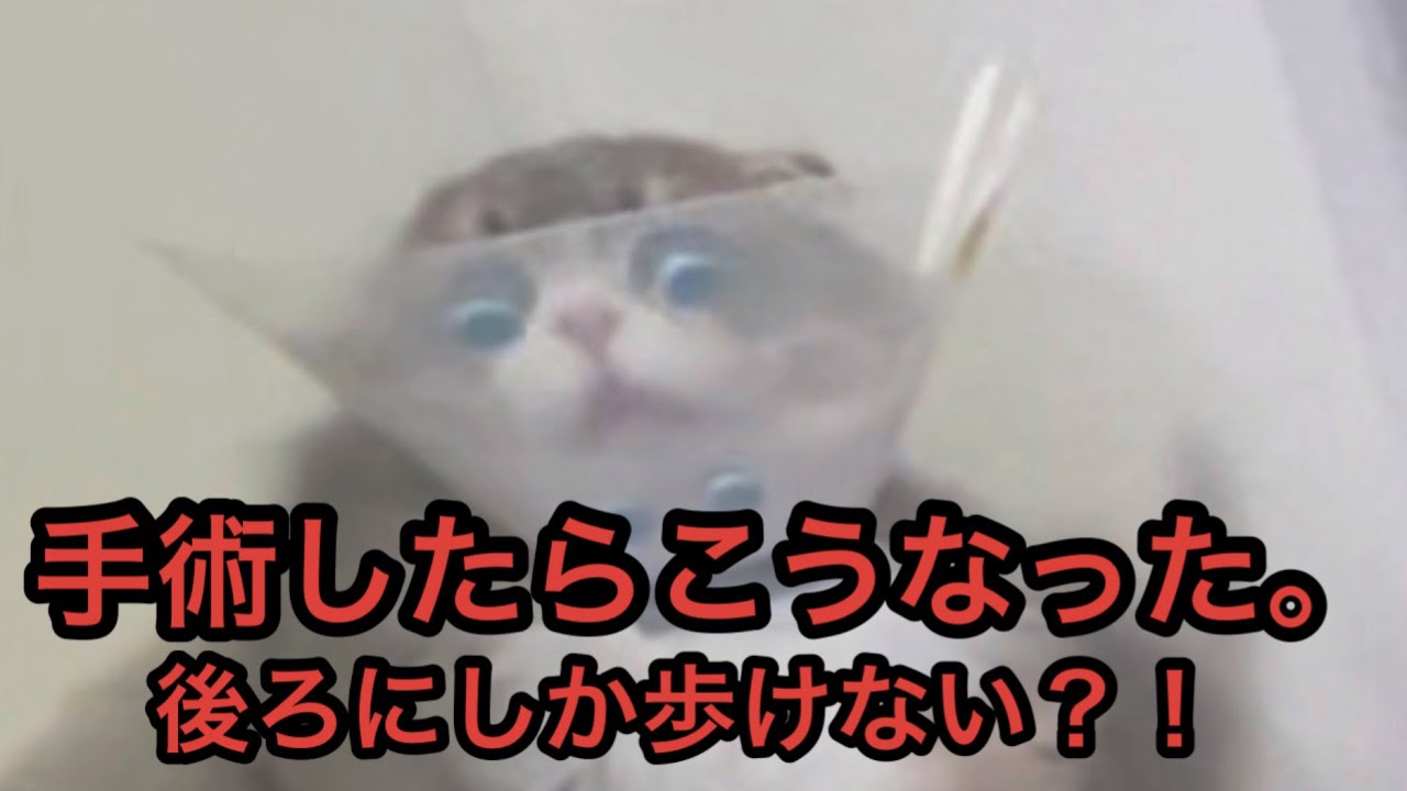 猫、手術したらこうなった。