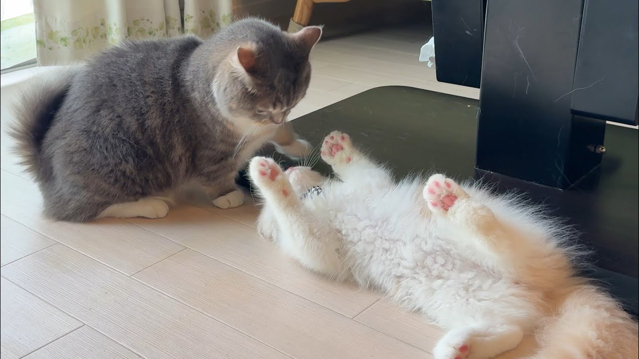 家族が増えて1ヶ月！仲良くなってきた？
