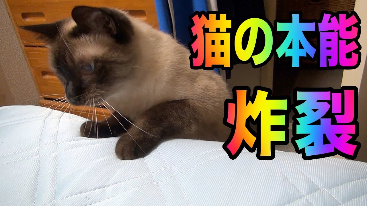 【猫の本能が炸裂】我が家の猫ちゃん＃１　怒るシャム猫
