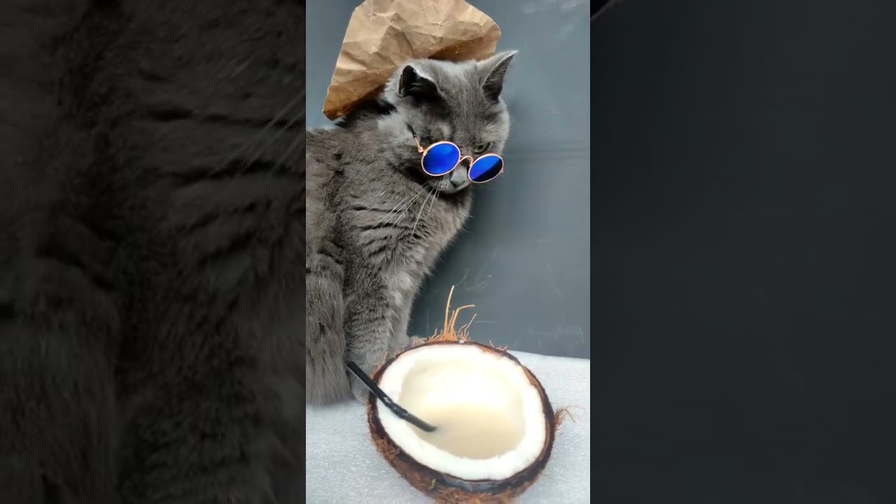 БУДНИ КОШКИ /KORAT CAT