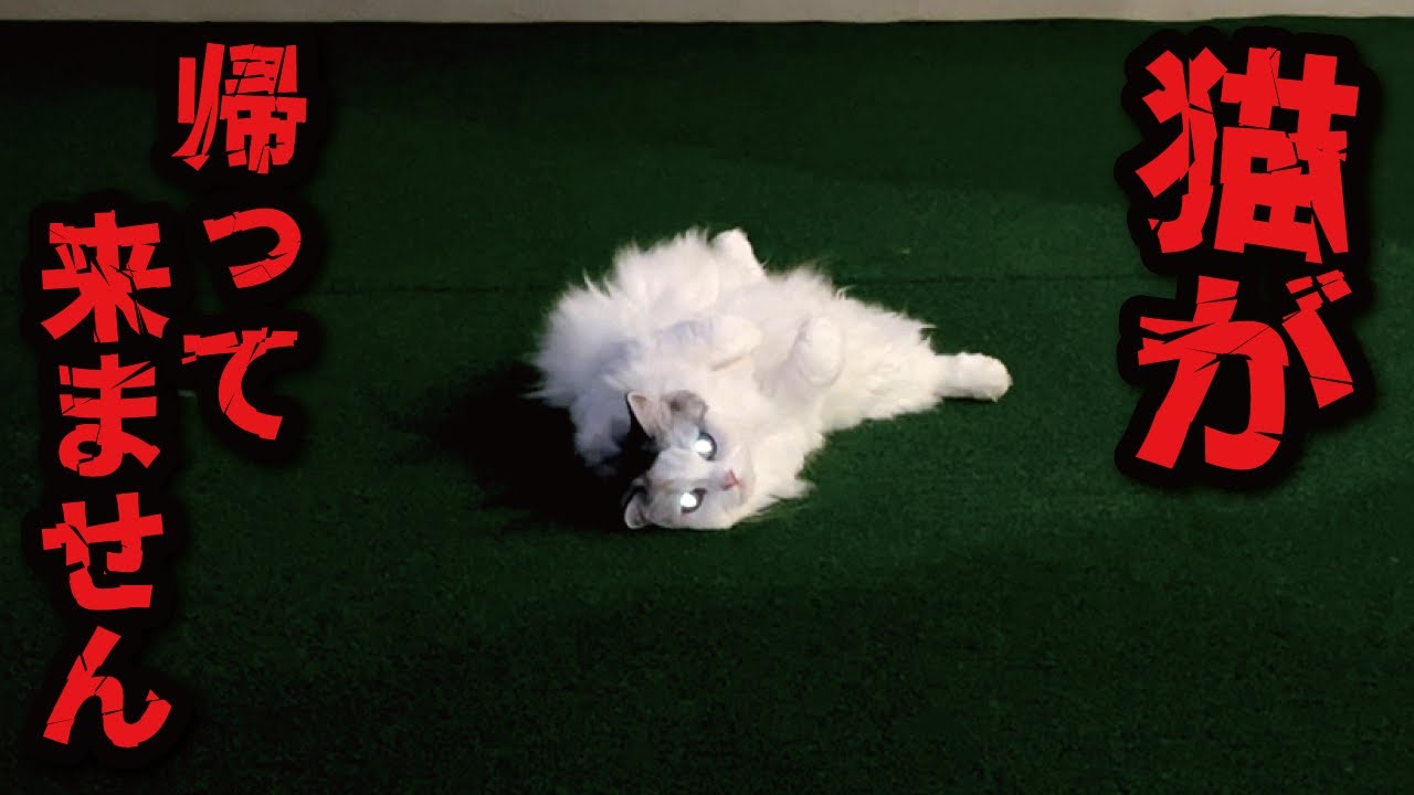 ついに猫が帰ってこない季節がやってきました【関西弁でしゃべる猫】【猫アテレコ】