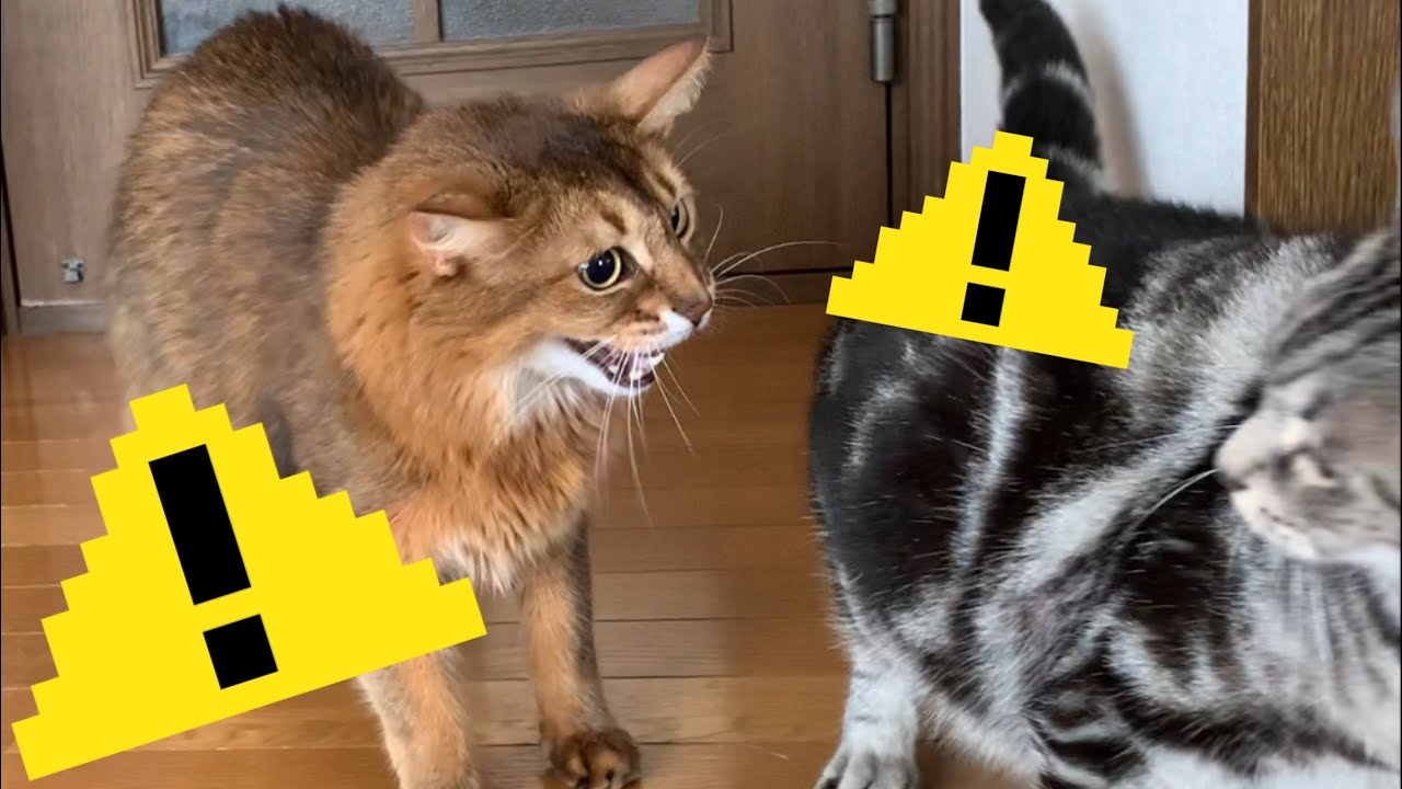 【ソマリの鳴き声】先住猫に因縁をつけるソマリ