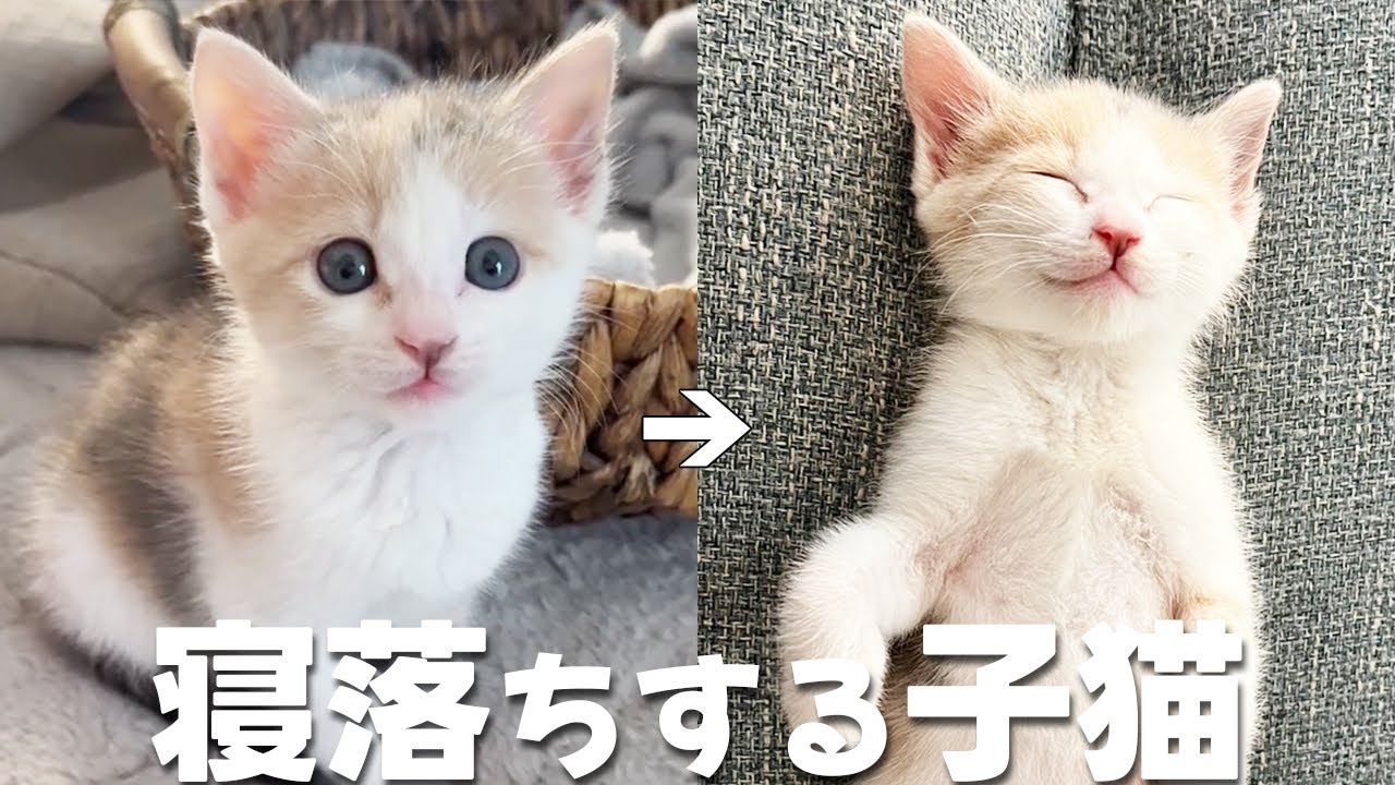 遊び疲れて寝落ちする子猫が可愛すぎた【保護猫・元野良猫】