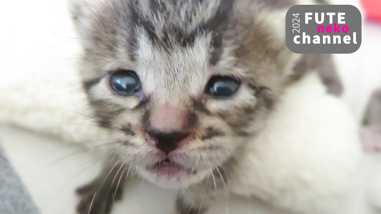 哺乳瓶を新しくしたら子猫達は上手に吸ってくれるかな？【保護子猫】
