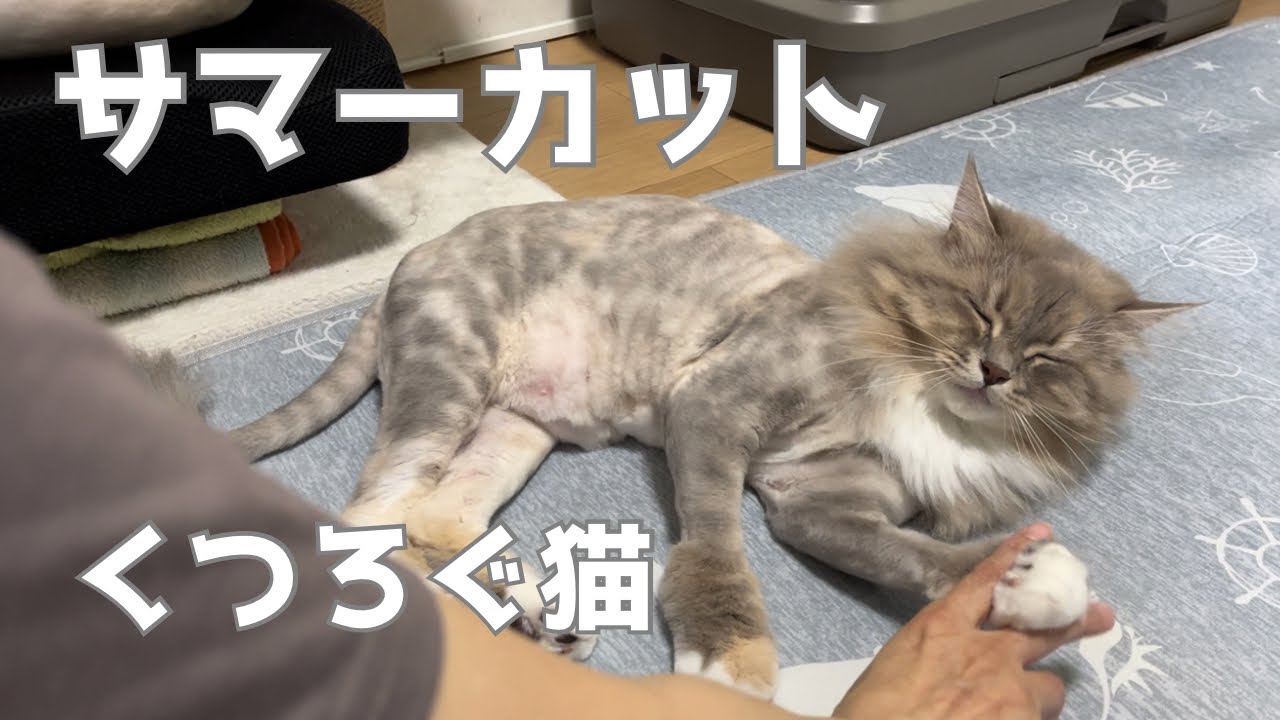 サマーカットして1週間後のサイベリアンです