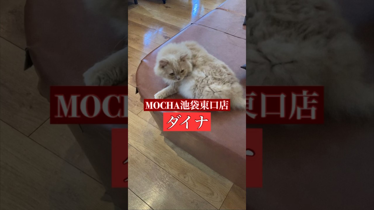 🐱ダイナ🐱　猫カフェMOCHA池袋東口店　(スクーカム♀)　2024/6/12 撮影分　#日替わり猫カフェにゃんこ