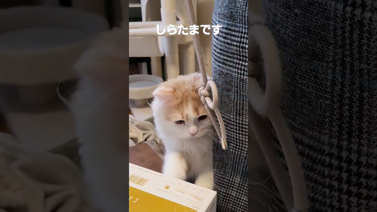【子猫】3度目は今朝#ラガマフィン #猫動画 #cat #shorts
