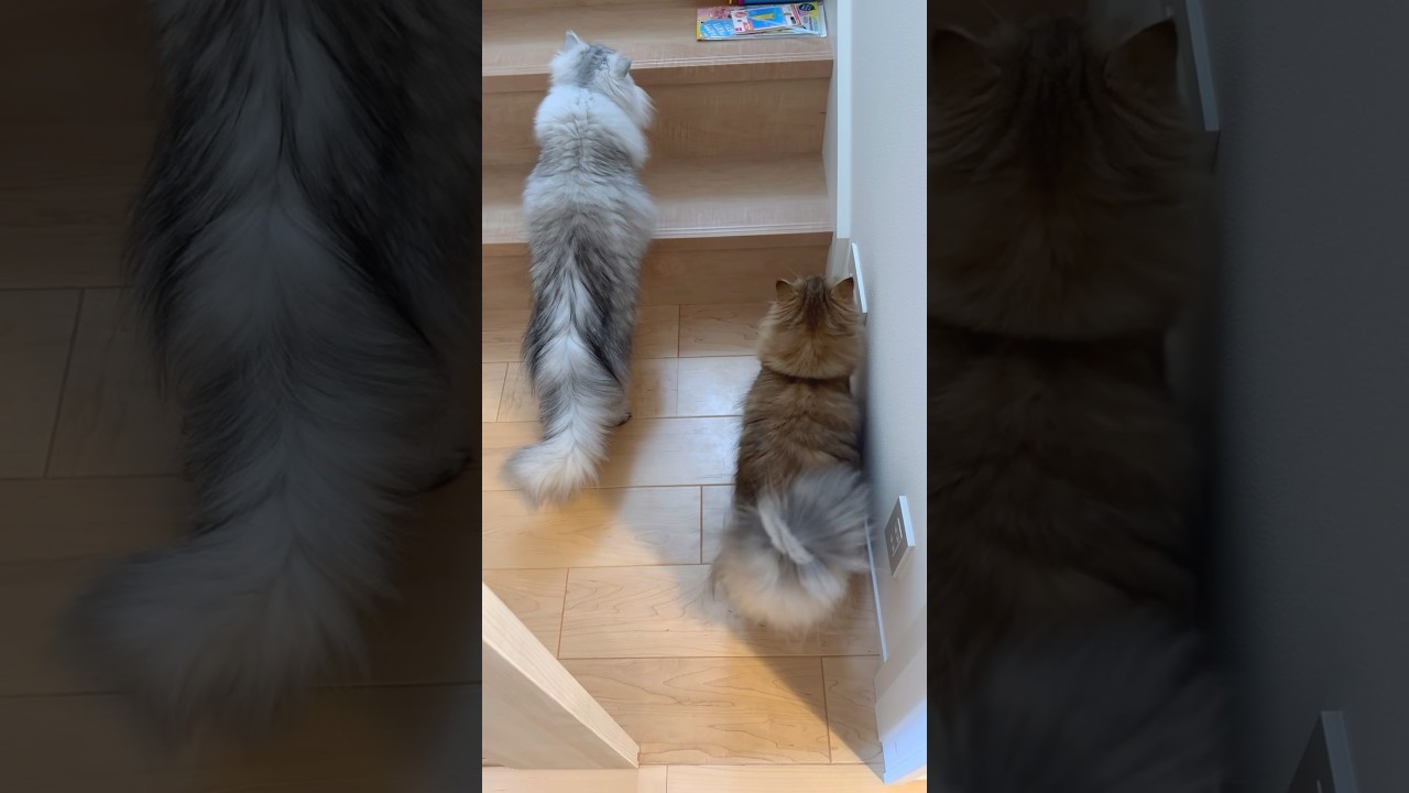 突然ビックリする猫たち 【サイベリアン】 #Shorts