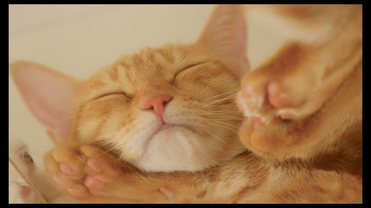 寝顔が可愛い猫