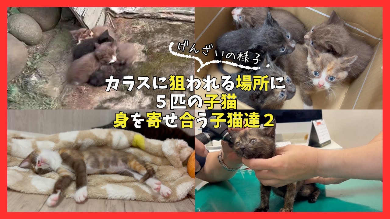 【子猫保護】カラスに狙われる場所に５匹の子猫②